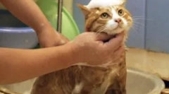 Mikor és milyen gyakran kell mosni a macskát?